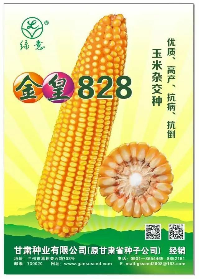 [金皇828玉米种子批发]金皇828玉米种子 高产优品:芯子细,子粒长,棒子