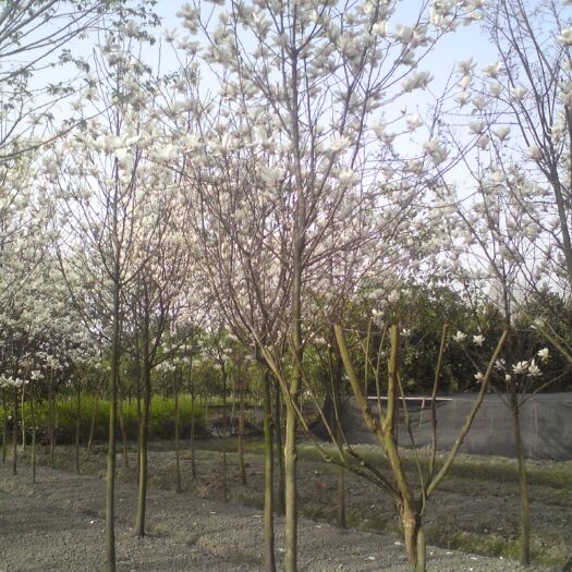  白玉兰，木兰，四川优质白玉兰基地出售，成都白玉兰批发价格