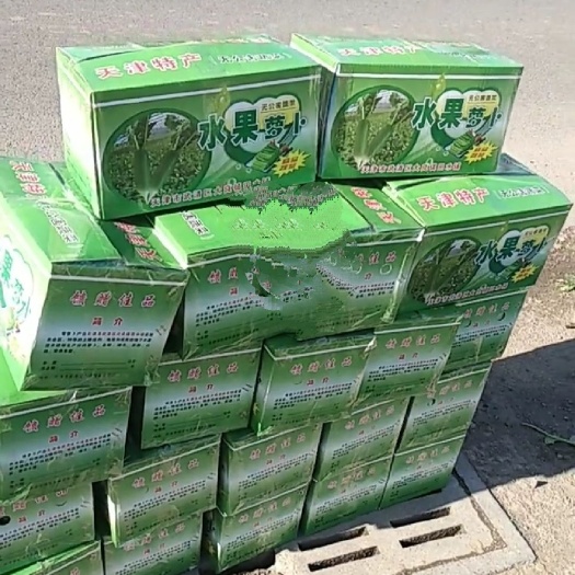 天津天津武清水果青萝卜