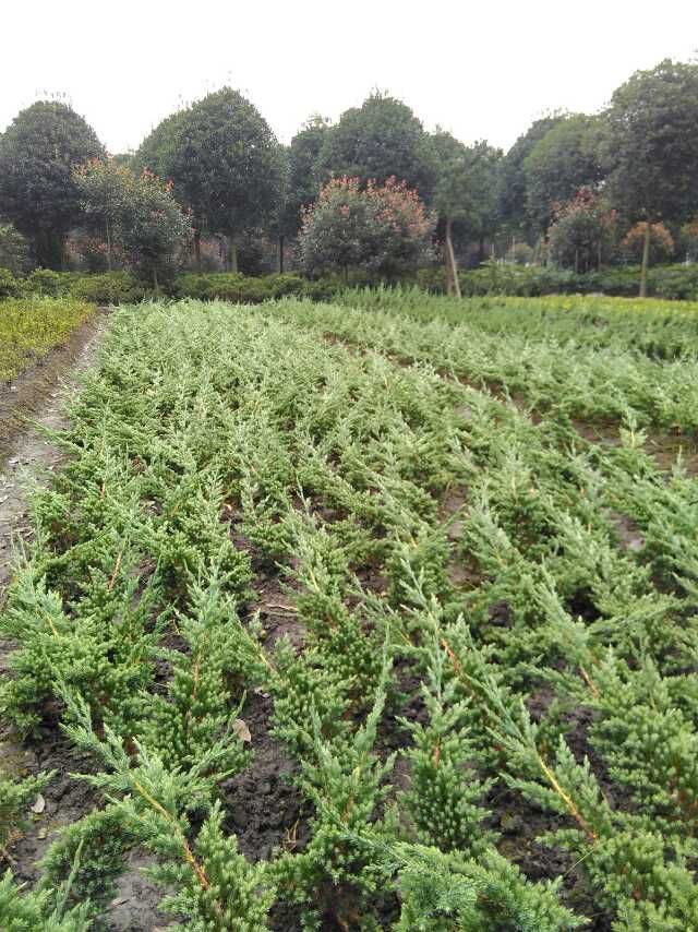  优质铺地柏供应，四川铺地柏基地出售，成都铺地柏批发价格