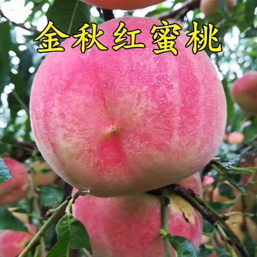 平邑县 金秋红蜜桃苗树苗嫁接盆栽地栽南北方种植当年结果包邮脆甜离核