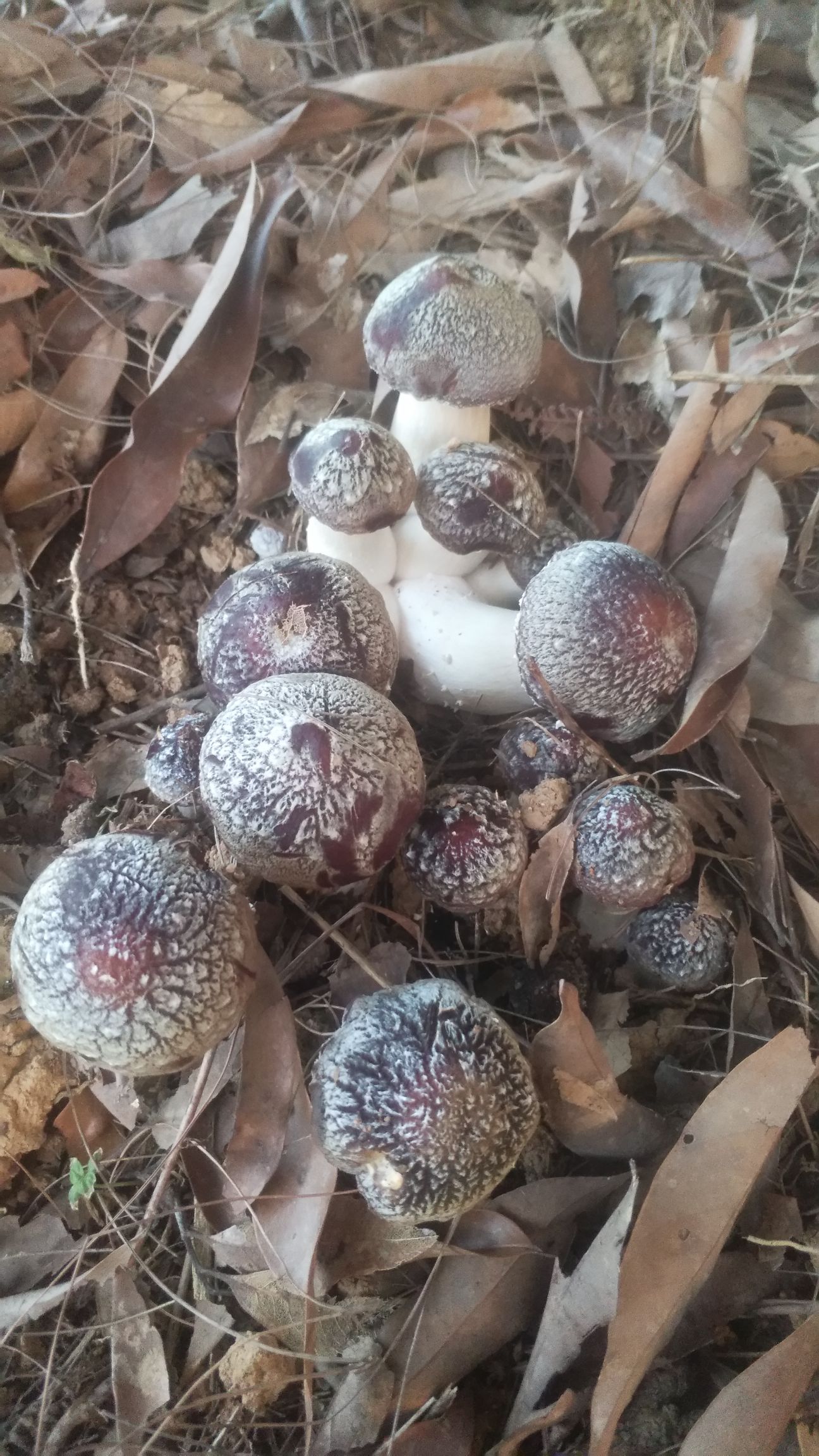 大球盖菇菌种  大球盖菇生产基地