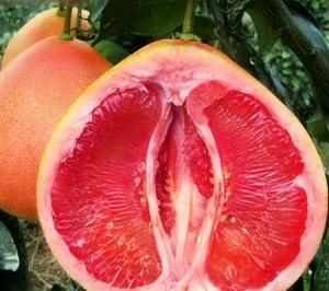 平邑县红肉蜜柚苗 红心蜜柚苗嫁接苗皮薄个大成活率高，品种保证盆栽地栽南北方种植