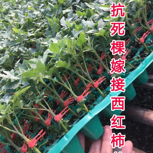 寿光市硬粉番茄苗  嫁接种苗  嫁接大红番茄苗 嫁接硬粉番茄苗