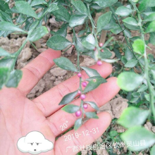 灵山县 澳洲手指柠檬苗