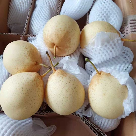 泊头市 泊头膜袋鸭梨，水晶鸭梨大量有货，价格偏低，总有一款适合你