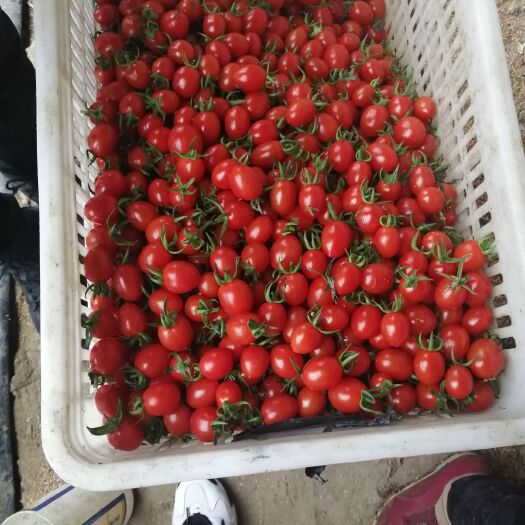 平度市釜山88圣女果 正宗釜山88，口味纯正，甜度高，特别好吃