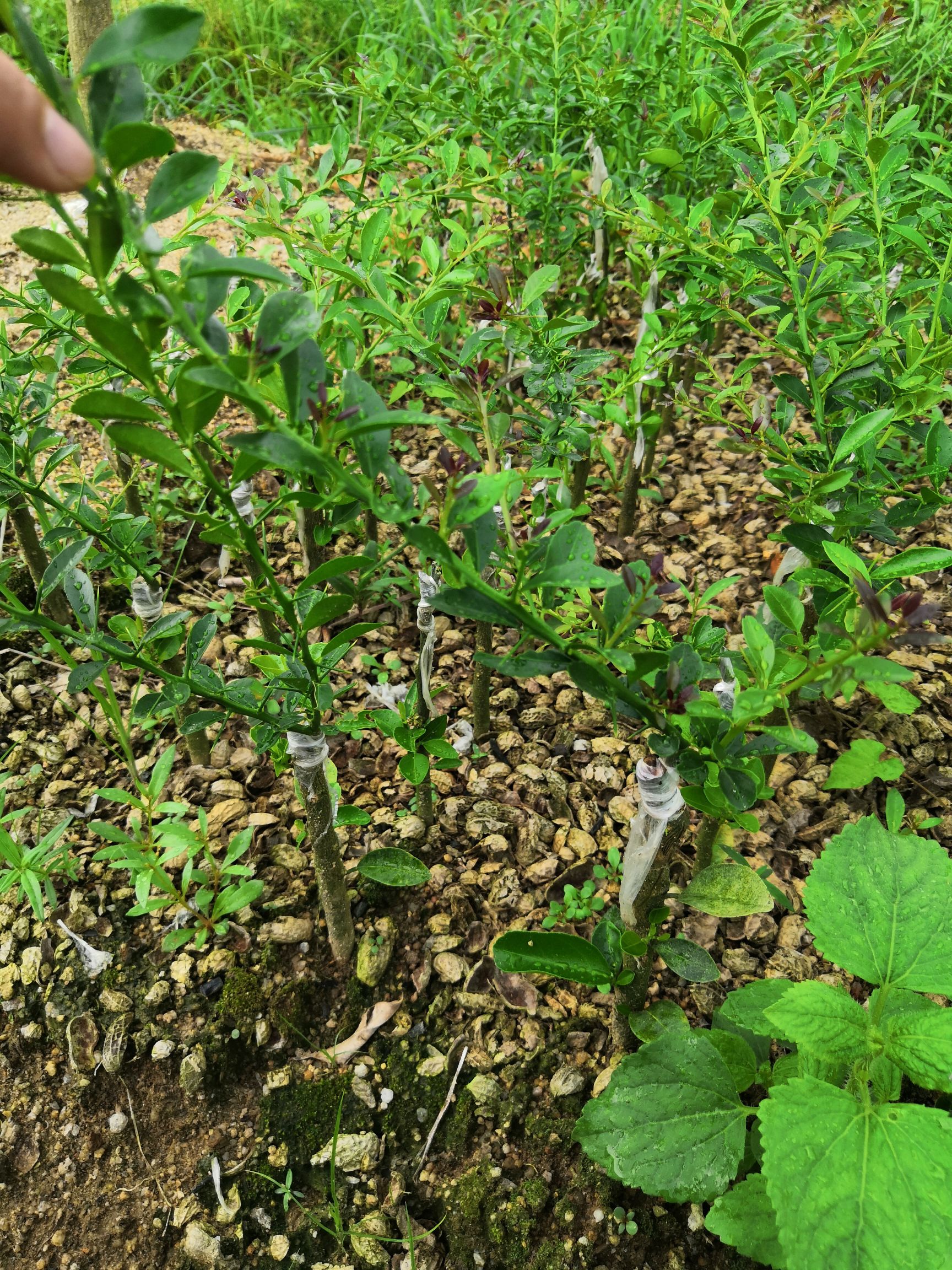  澳洲手指柠檬苗