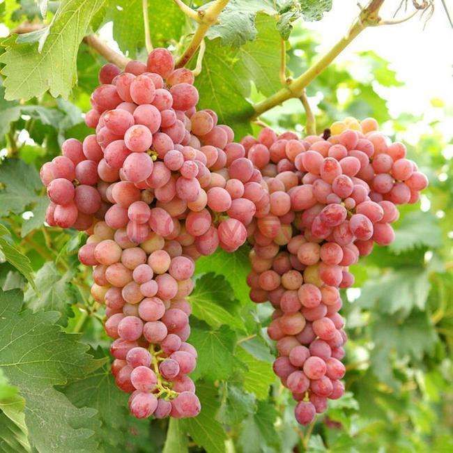  提子苗 青提  红提 基地直销品质保证 包邮