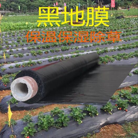 沭阳县黑地膜塑料薄膜农用黑色地膜蔬菜果树苗保温草莓专用防草银黑地膜