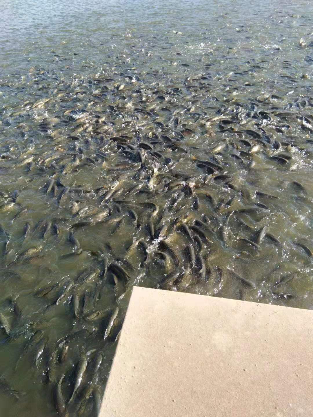 養殖草魚,扁魚,青魚等,大量出貨,量大從優