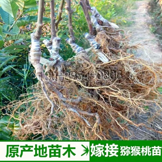 苍溪县红心猕猴桃苗 四川红心红阳猕猴桃嫁接树苗