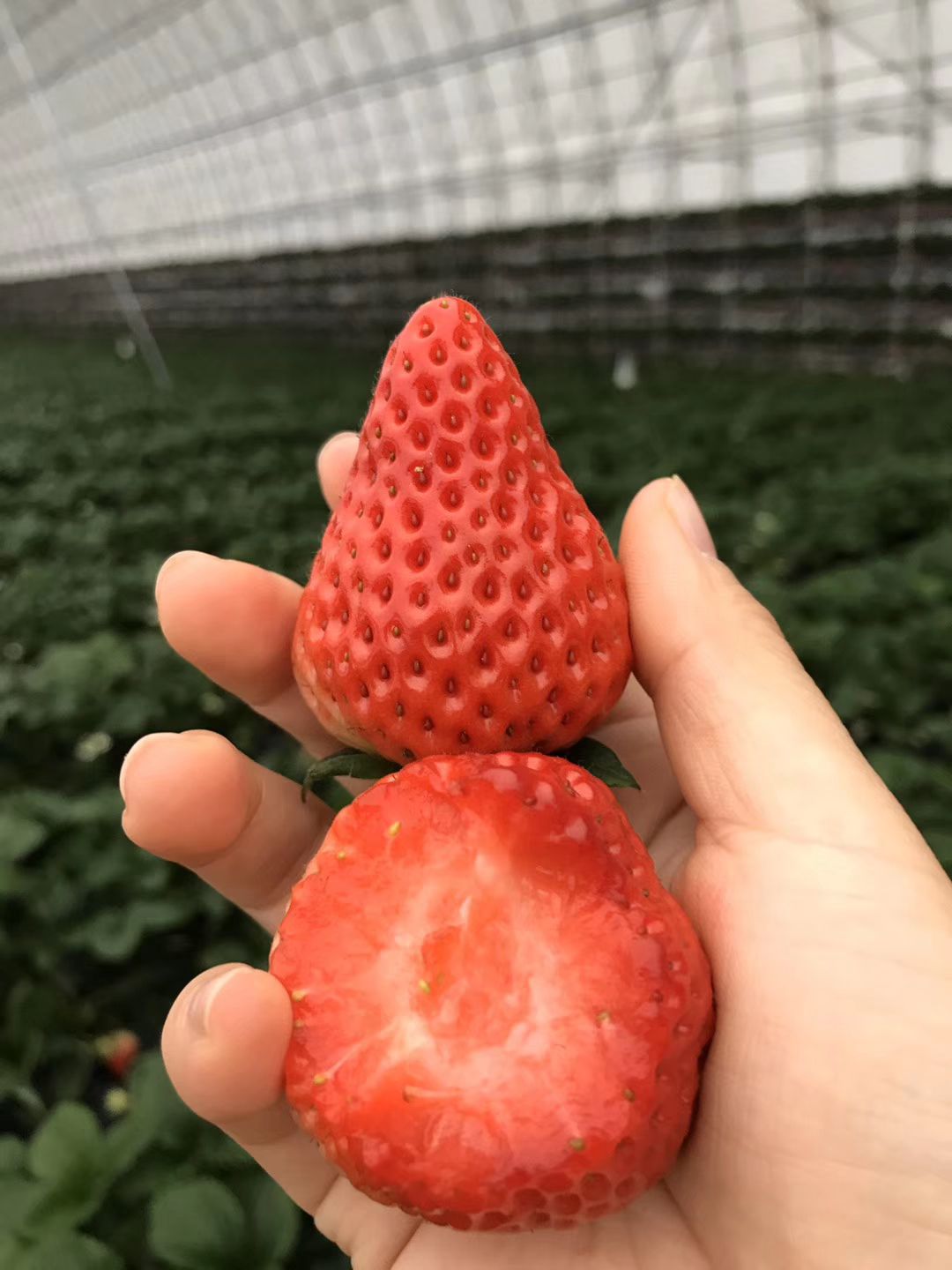 马岗草莓图片