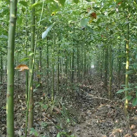 麻阳县 本苗圃大量批发价供应4，5，6公分香樟，杜英！
