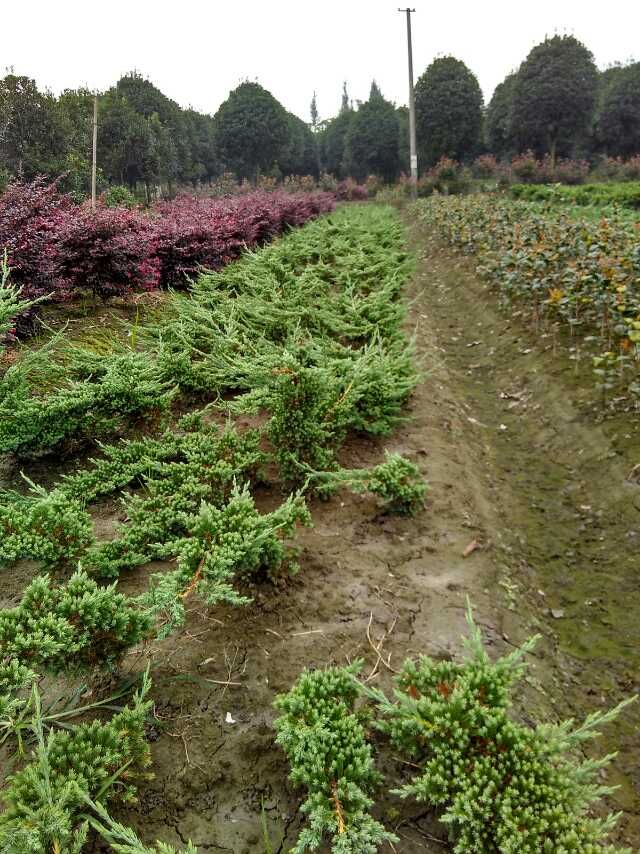  优质铺地柏供应，四川铺地柏基地出售，成都铺地柏批发价格