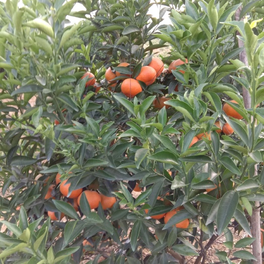 南宁 武鸣沃柑，沙塘枯