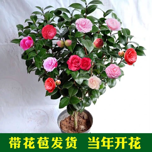 平邑县 五色赤丹茶花盆栽盆景一树多色香妃茶花浓香型带花苞耐寒植物