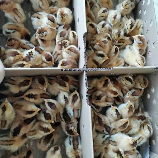 南宁固始鸡苗 灵山土鸡