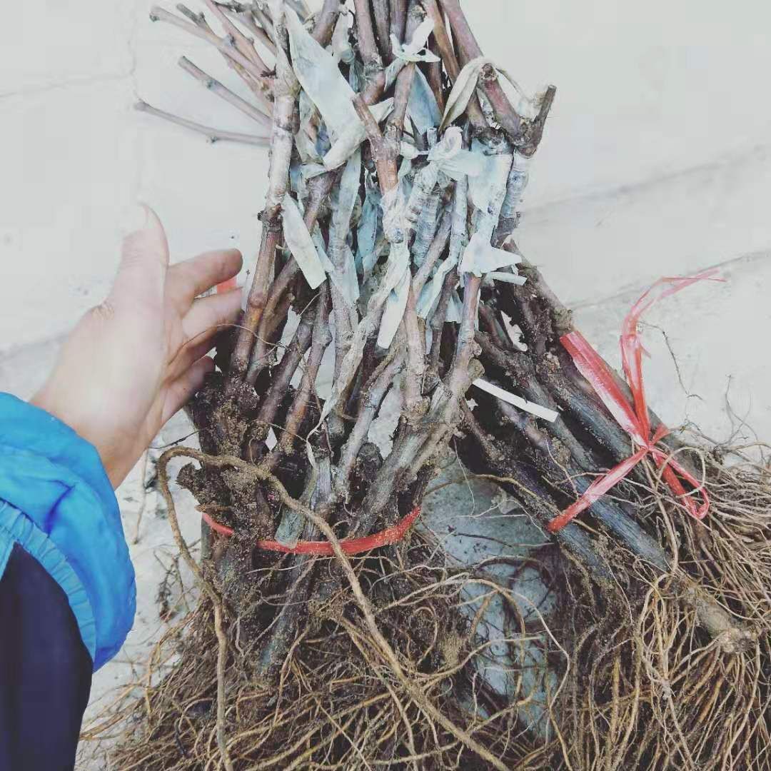  提子苗 青提  红提 基地直销品质保证 包邮