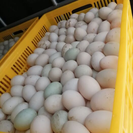 合浦县番鸭种蛋 麻鸭种蛋