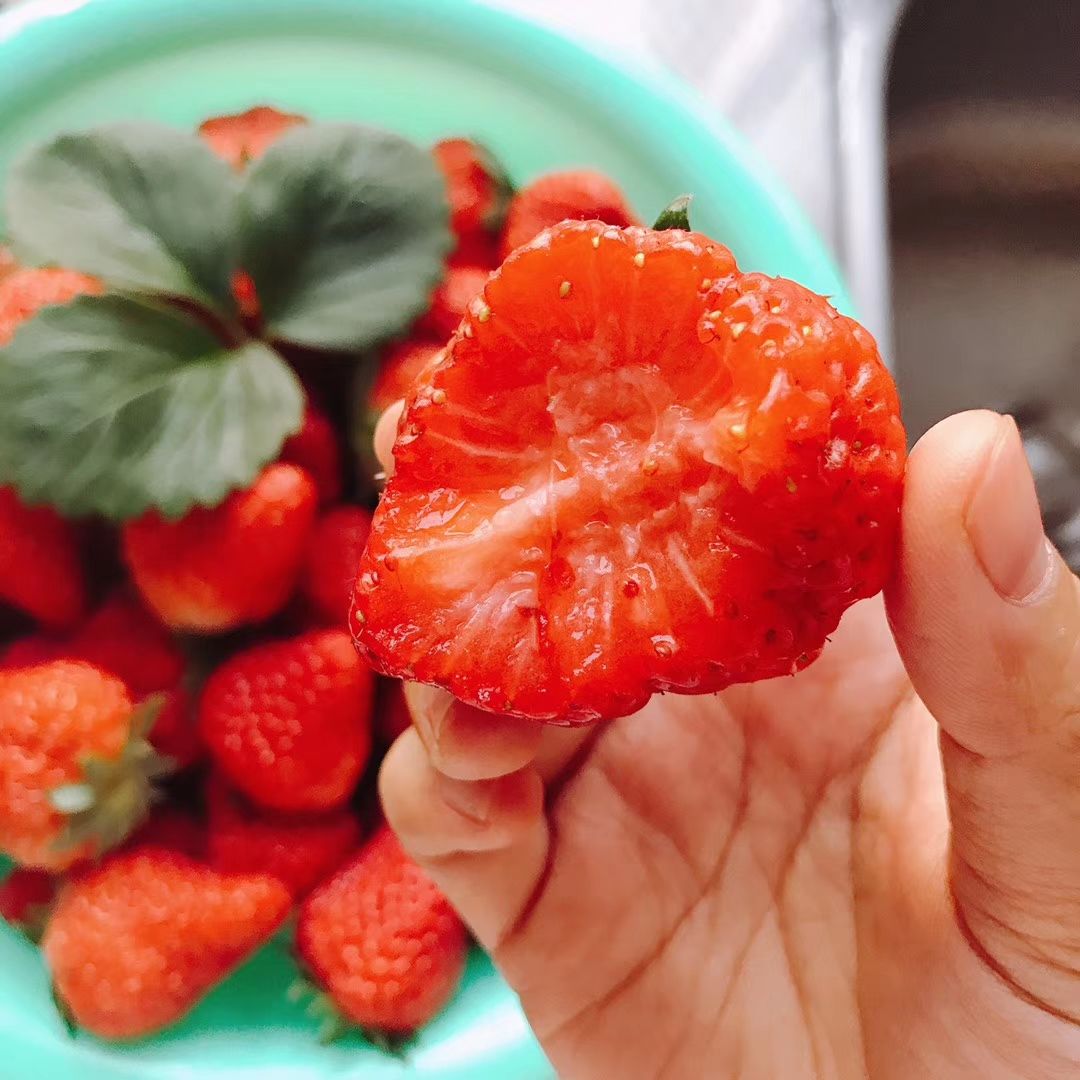  绿色无公害丹东久久香甜草莓