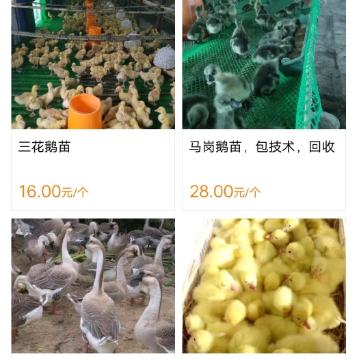 三穗县 大白沙