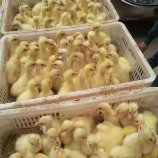 阳信县大三花鹅苗