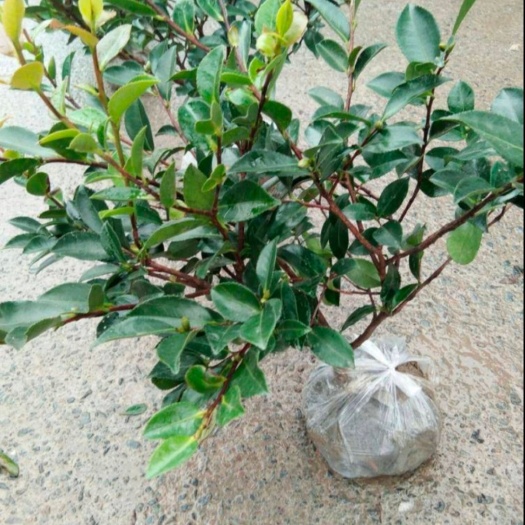 成都 茶梅各种规格