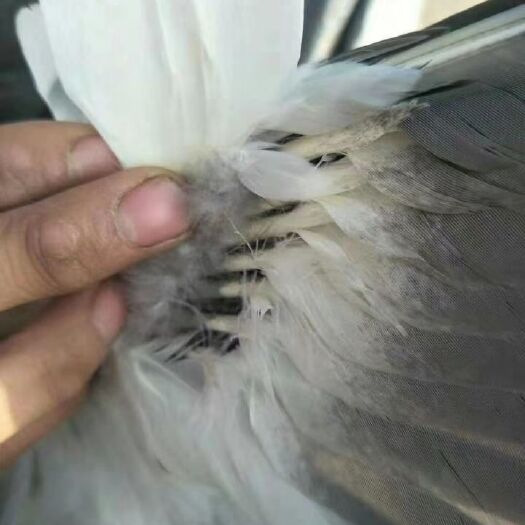 遂溪县麻鸭 靓货
