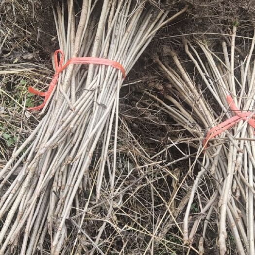 恩施市 产地直供漆树苗，小木漆树苗。山木漆，土漆树苗