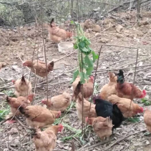 绵阳土鸡 4-5斤 母