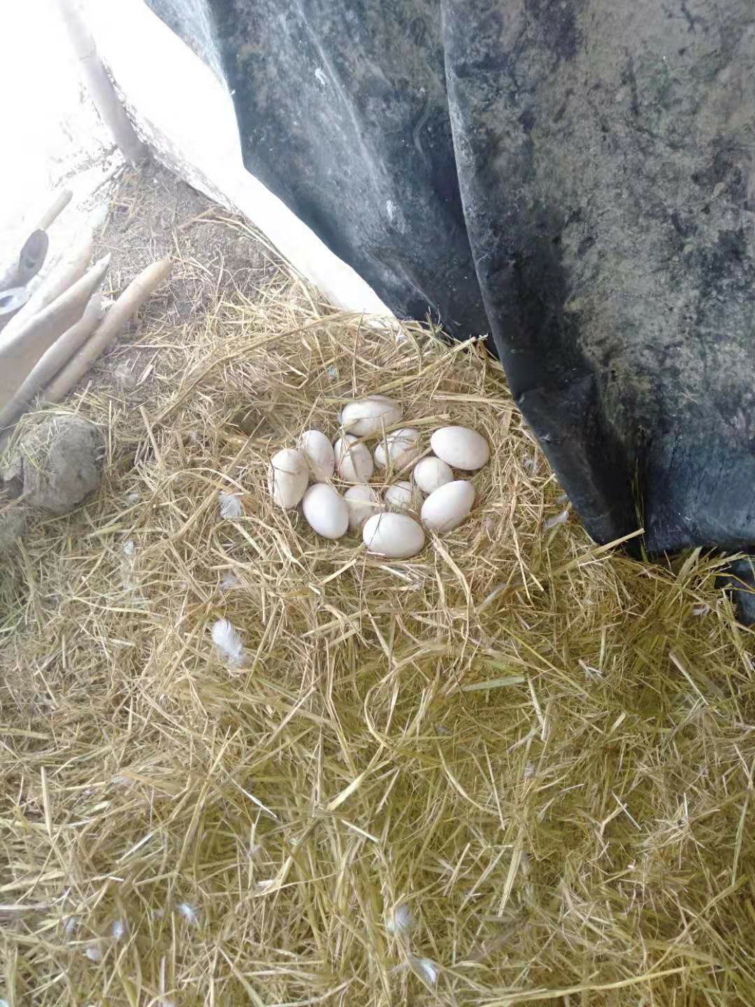 种鹅蛋 东北白鹅三花杂种蛋   大鹅能涨十二斤    可以孵化快来
