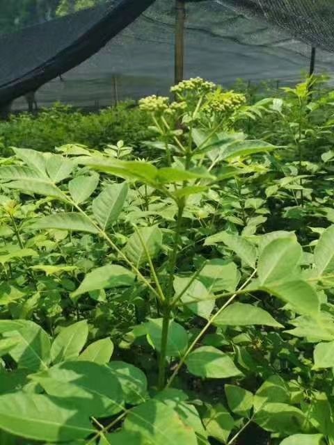 河池 吴茱萸