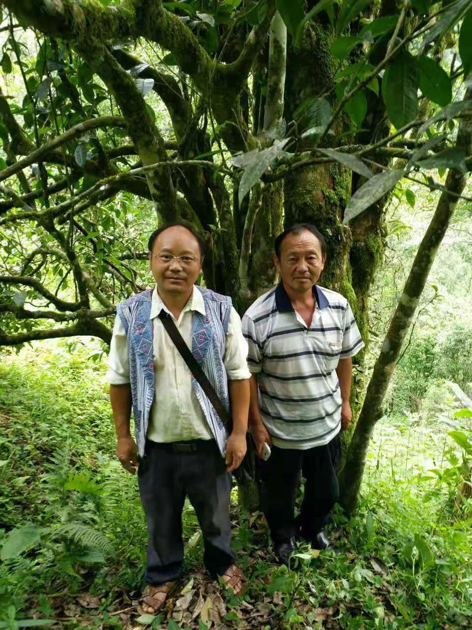  3年普洱古树茶，量大质优