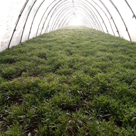 洪湖市青藜蒿 篱蒿大量供应
