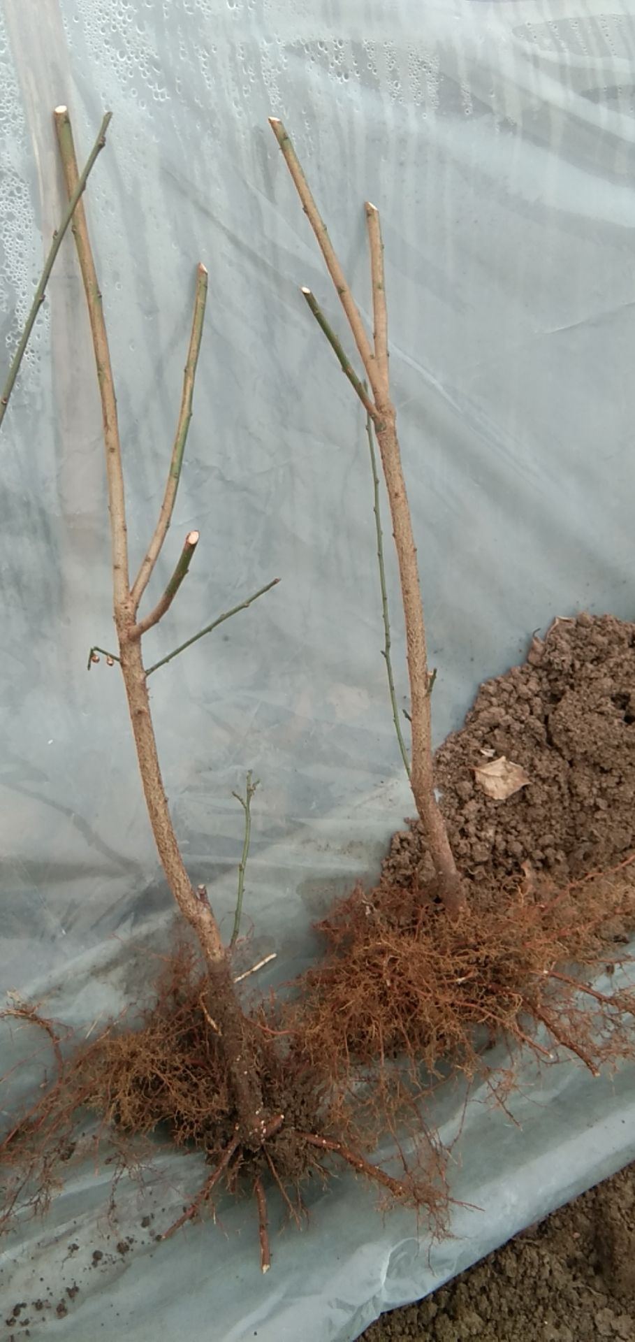 梅花  红梅，，红梅，绿梅，宫粉，朱砂等等多个品种