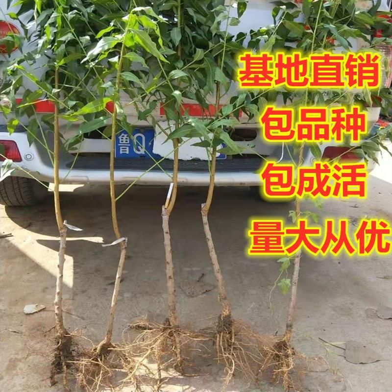 映霜红桃苗  映霜红桃树苗映霜红苗基地直销果树苗 品种纯正 包邮包品种包邮