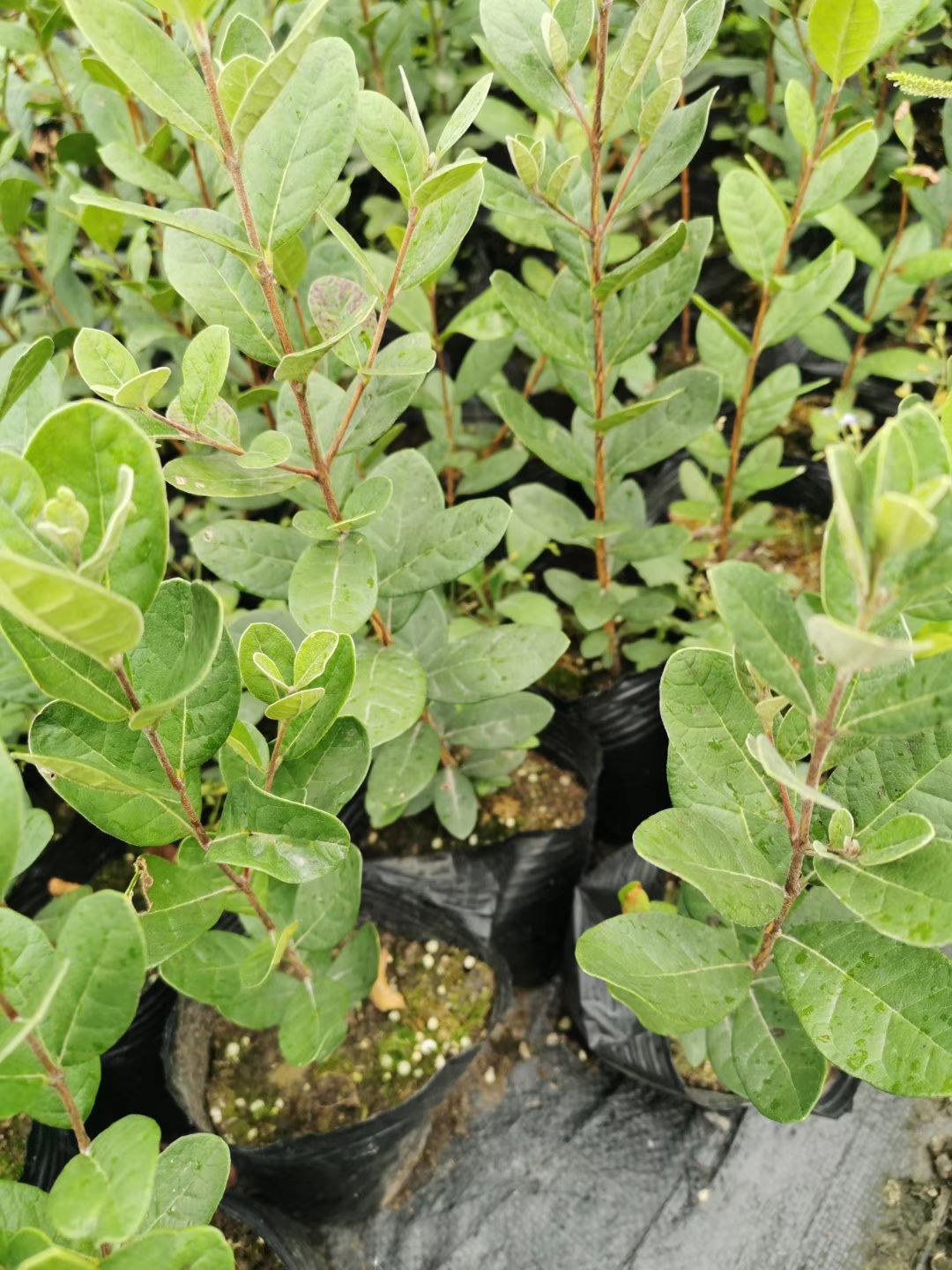 菲油果苗  斐济果种苗费约果带土实生苗