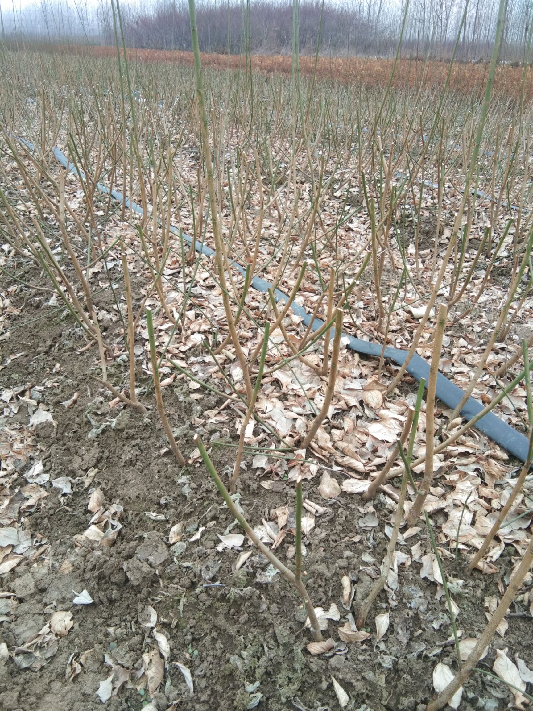 梅花  红梅，，红梅，绿梅，宫粉，朱砂等等多个品种