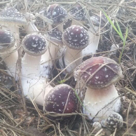 瓮安县大球盖菇菌种  大球盖菇生产基地