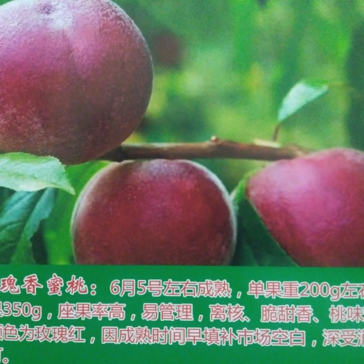 青州市极早脆蜜桃苗 红玫瑰香蜜桃