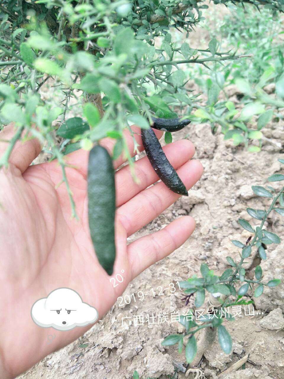  澳洲手指柠檬苗