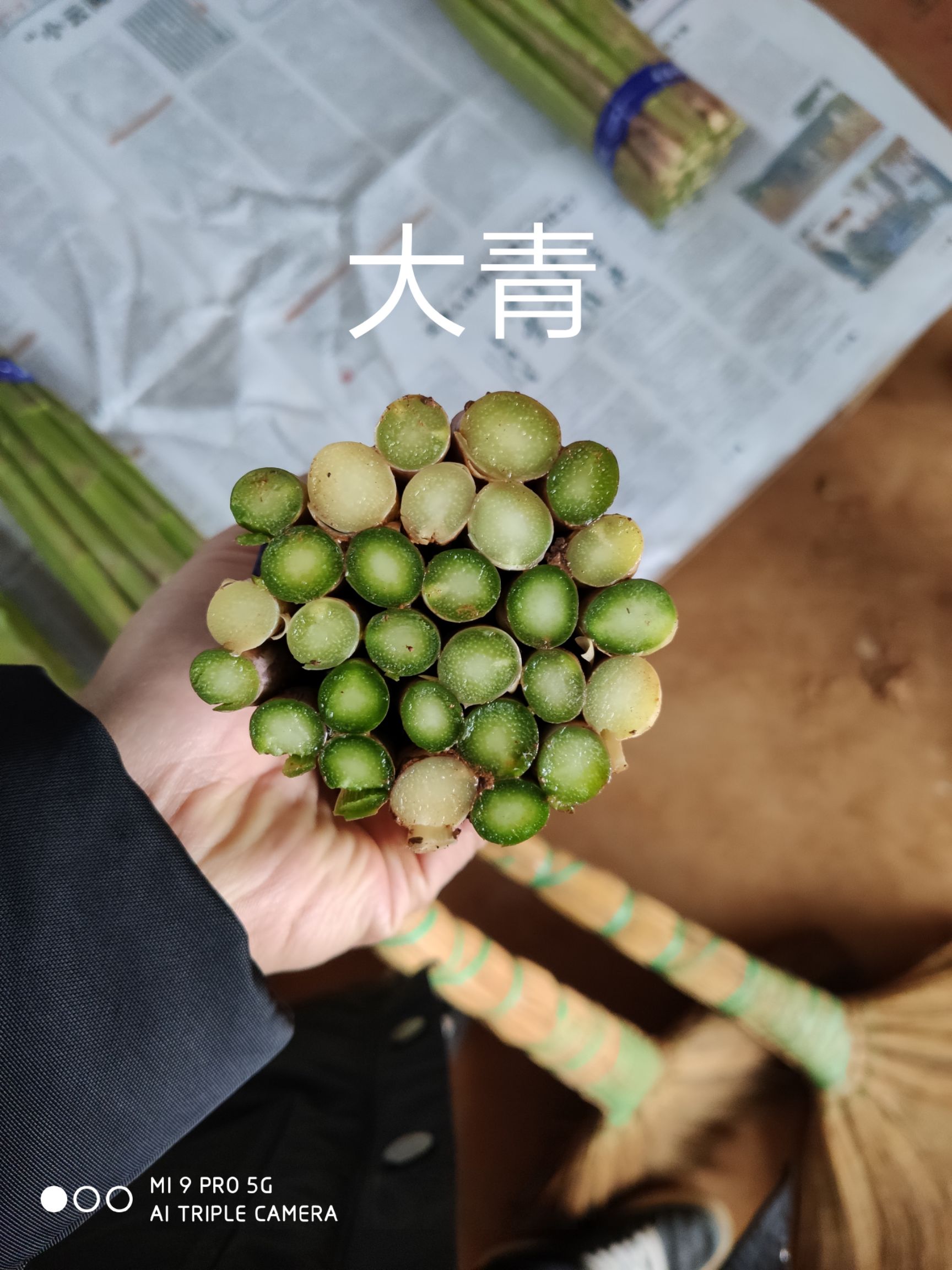  芦笋大量上市，欢迎来电咨询