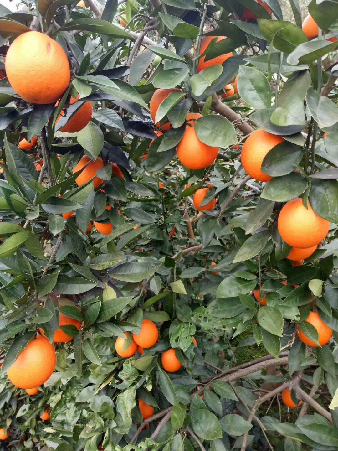 橙子   大量出售锦橙欢迎定购