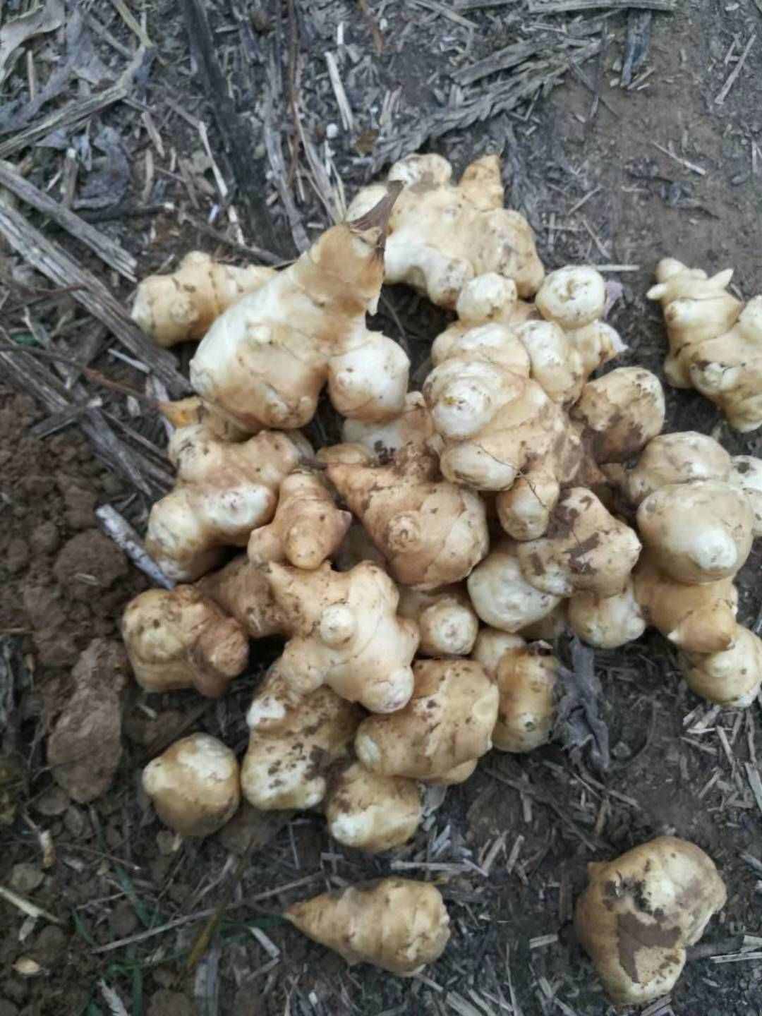 洋姜，有白皮，红皮，紫皮的，现货质优量大，欢迎各地客商定购