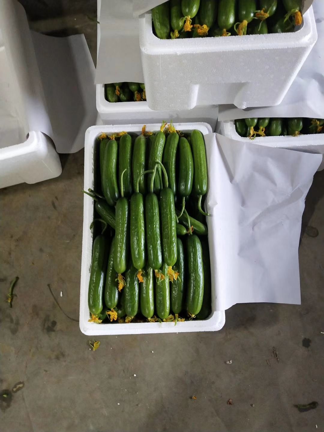  精品水果小黄瓜