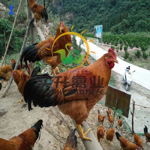 南宁 灵山土鸡苗，孵化场直销，包活到家