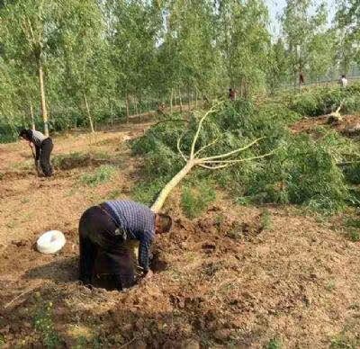 黄金柳金丝垂柳小苗 占地青皮柳树苗 杨柳树苗垂柳苗美国竹柳