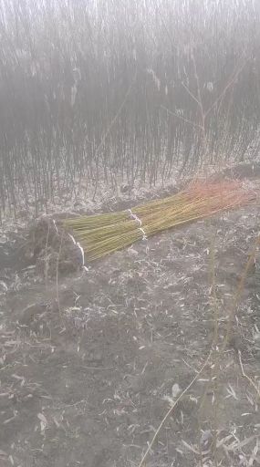 黄金柳金丝垂柳小苗 占地青皮柳树苗 杨柳树苗垂柳苗美国竹柳