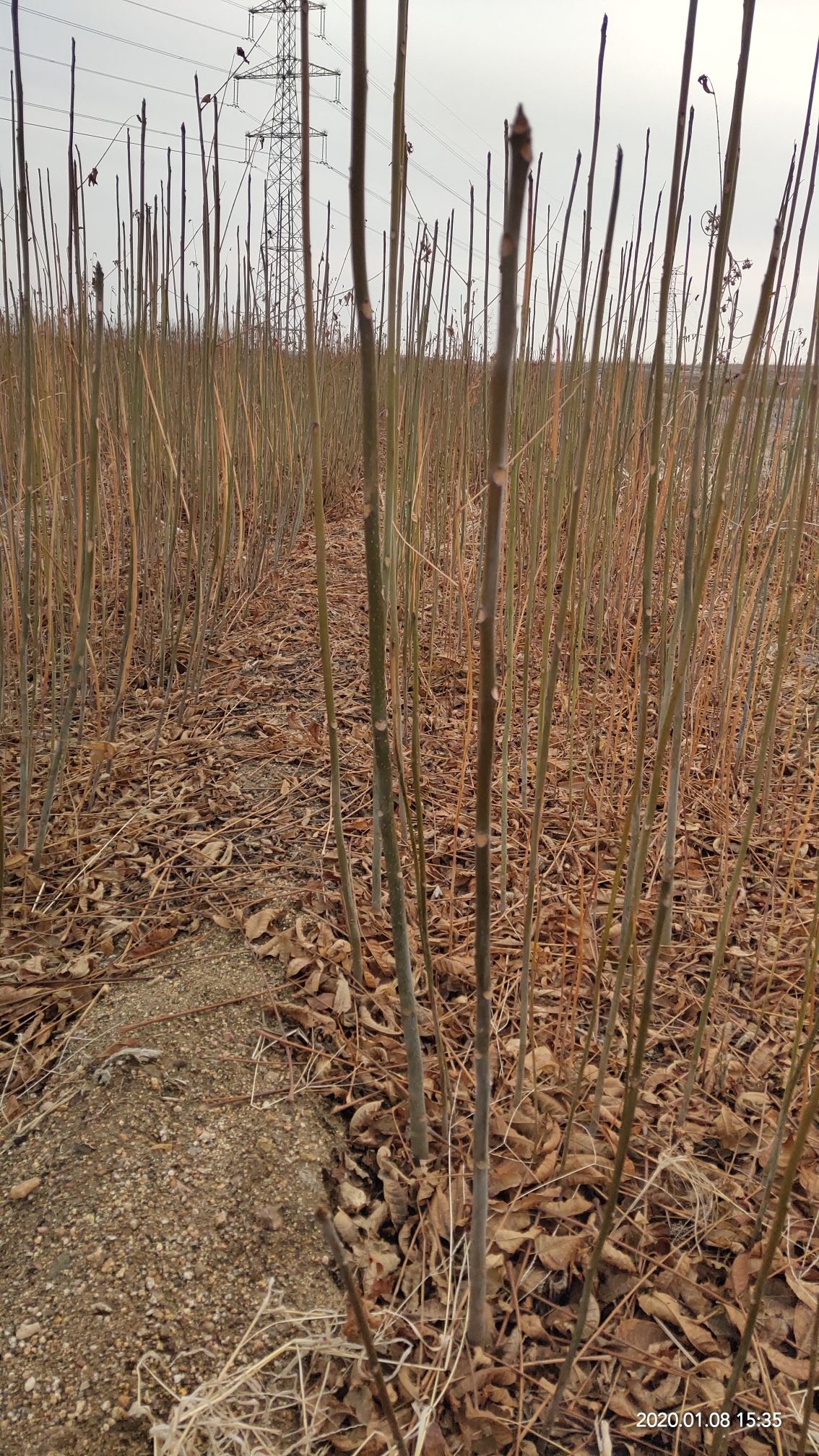 红油香椿苗 苗圃直销，无中介，现挖现卖，成活率高